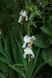 Iris florentina RCP6-2013 152.JPG